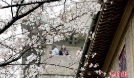 樱花校园最新爆料,最新爆料带你走进校园风云